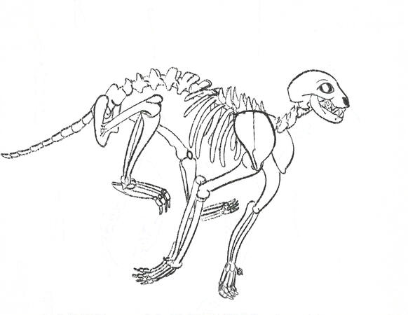 Cheetah Skeleton
