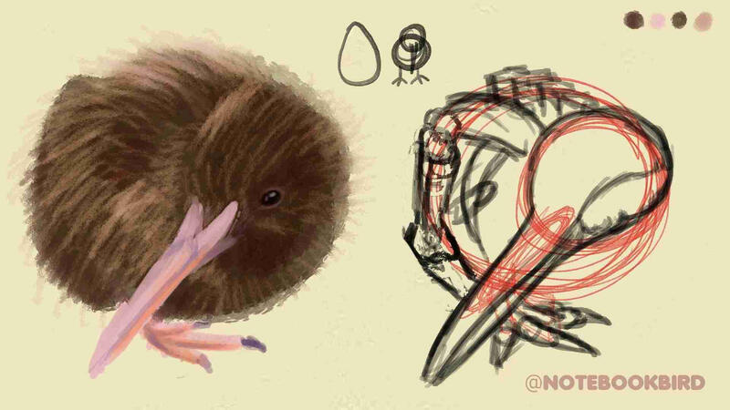Study of a Kiwi bird